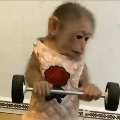 Figurinha: Macaco levantando peso