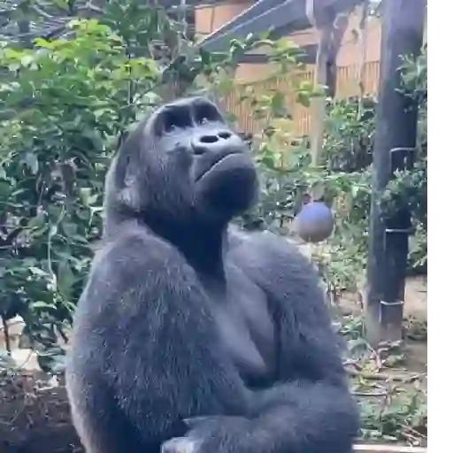 Figurinha: Gorila Pensativo