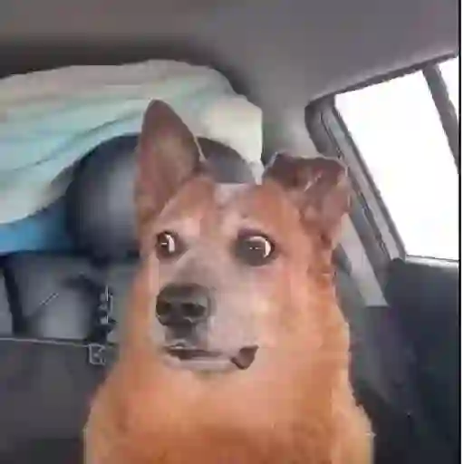 Figurinha: Cachorro assustado no carro