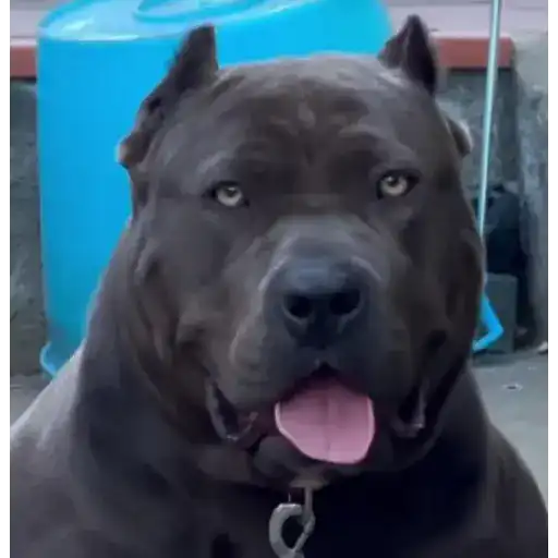 Figurinha: Pitbull Raivoso Reage