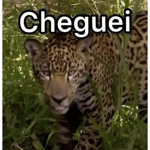 Figurinha: Onça Chegando