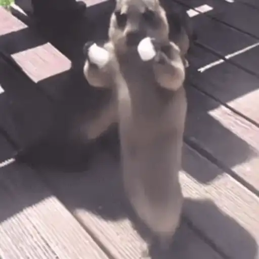 Figurinha: Cão-da-pradaria fofo