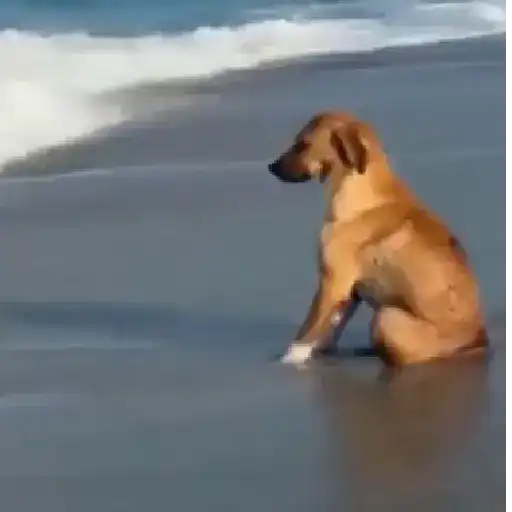 Figurinha: Cachorro na praia senta e levanta