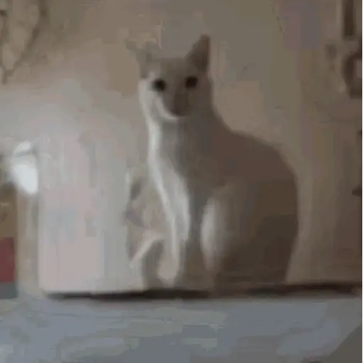 Figurinha: Gato branco faz pose engraçada