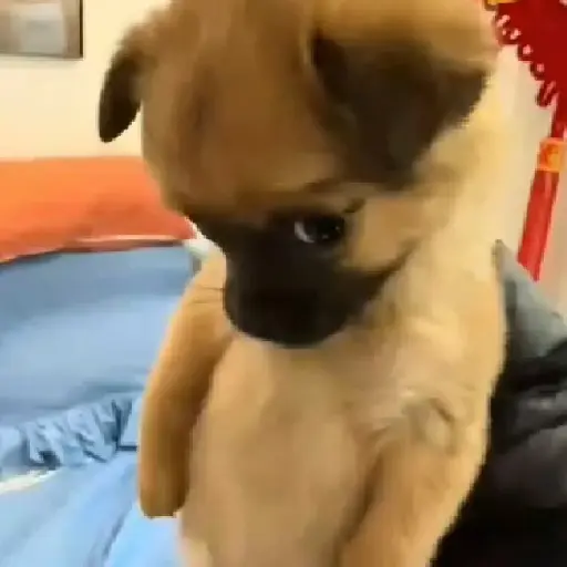 Figurinha: Cachorrinho triste