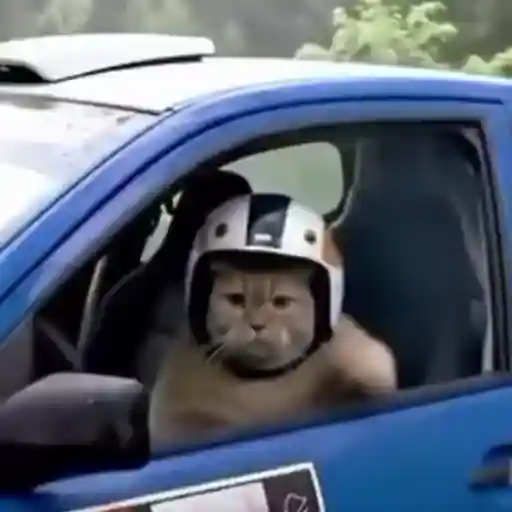 Figurinha: Gato Piloto Dá Sinal de Paz