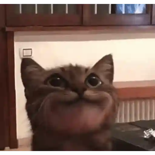 Figurinha: Gatinho Bocejando