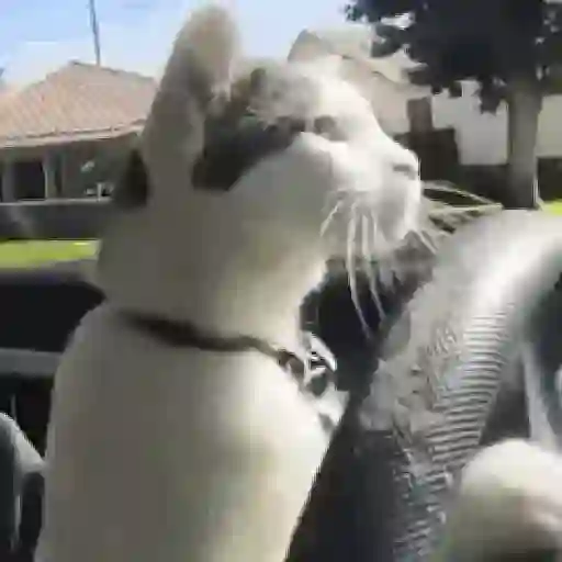 Figurinha: Gato motorista