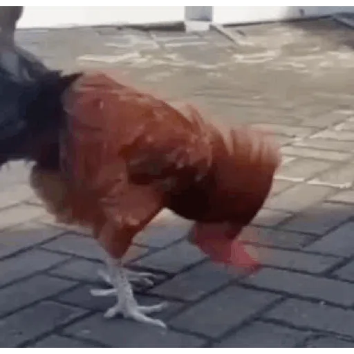 Figurinha: Galo Caindo e Se Levantando