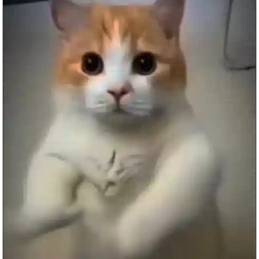 Figurinha: Gatinho Dançando