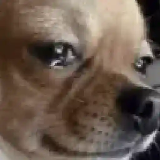 Figurinha: Cachorro com cara de sofrimento