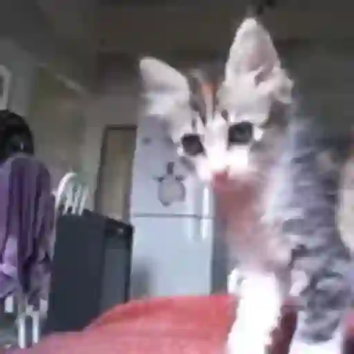 Figurinha: Gatinho Fofo Dando High Five
