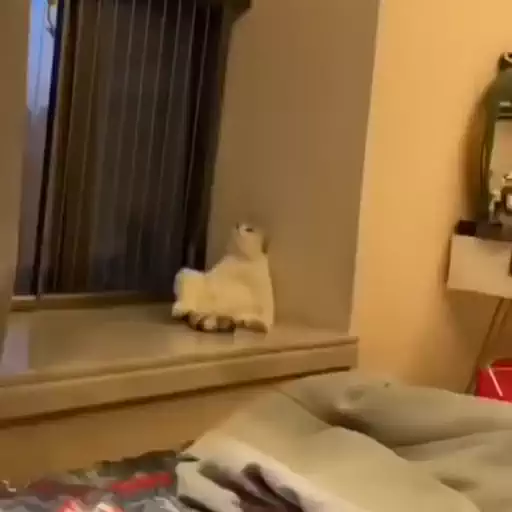 Figurinha: Gato Pensativo