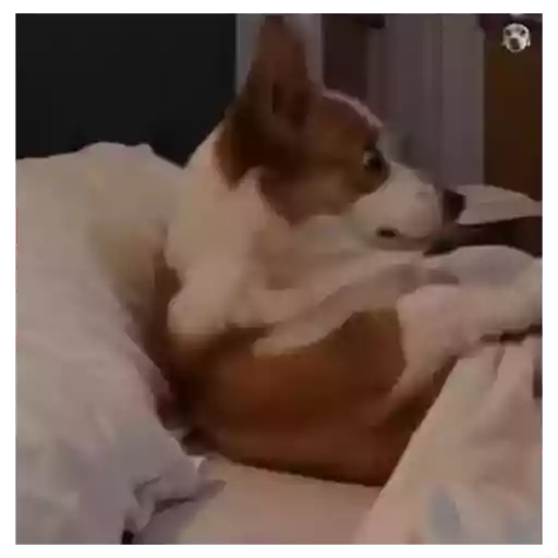 Figurinha: Corgi sonolento no celular