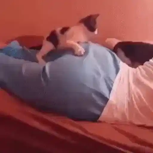 Figurinha: Gatinho Fofoqueiro na Cama