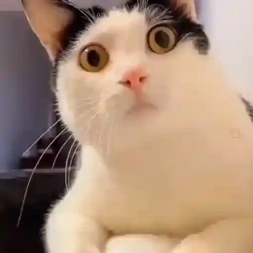 Figurinha: Gato surpreso