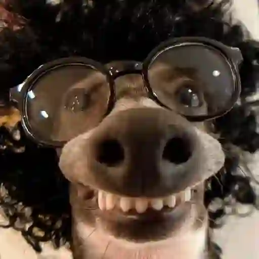 Figurinha: Cachorro de Peruca e Óculos
