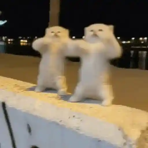 Figurinha: Gatinhos dançando juntos