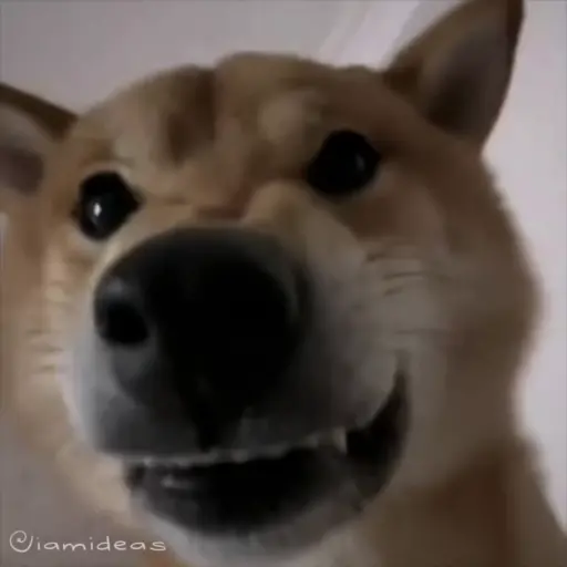 Figurinha: Cachorro latindo com zoom