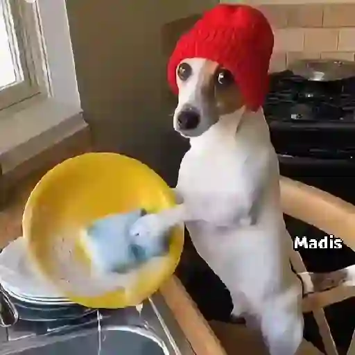Figurinha: Cachorro lava louça de touca