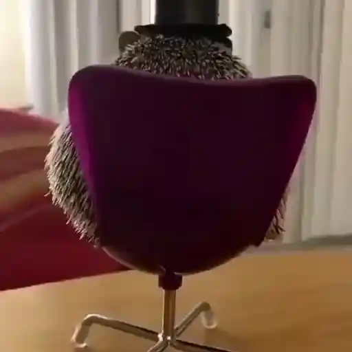 Figurinha: O Porco Espinho Sentando na Cadeira