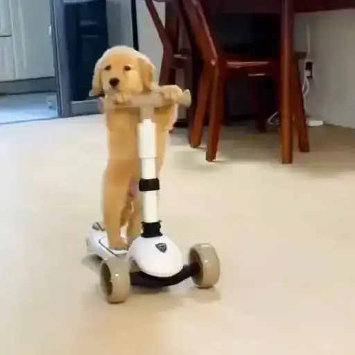 Figurinha: Filhotinho no patinete