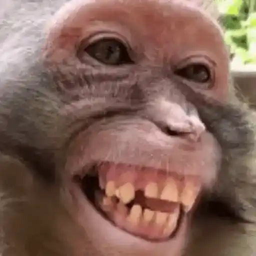 Figurinha: Macaco sorridente