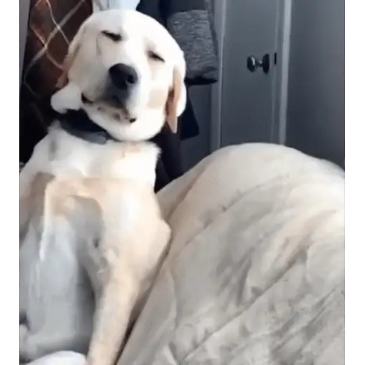 Figurinha: Cachorro feliz caindo no sono
