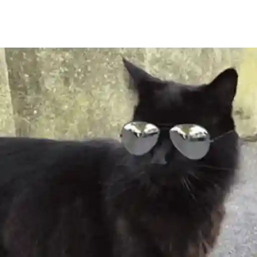 Figurinha: Gato de óculos escuros