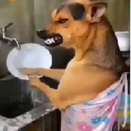Figurinha: Cachorro lavando louça