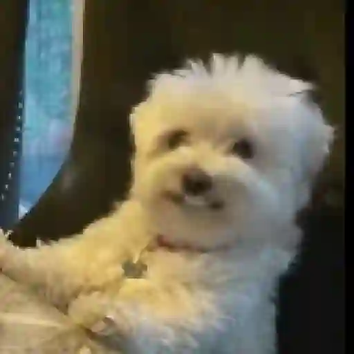 Figurinha: Cachorrinho Olhando para os Lados