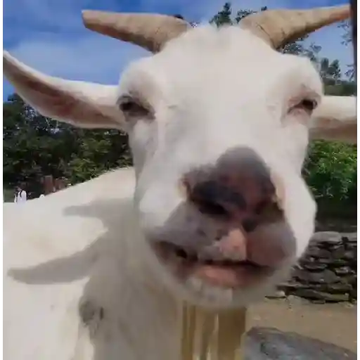 Figurinha: Cabrito Falante