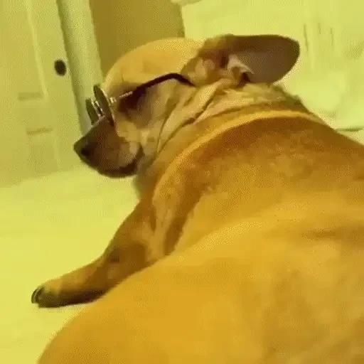 Figurinha: Cachorro estiloso de óculos