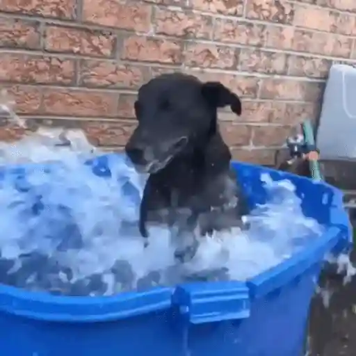 Figurinha: Cachorro se refrescando
