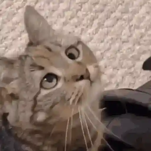 Figurinha: Gato Curioso