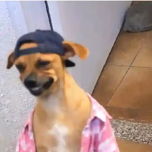 Figurinha: Cachorro Sorridente com Boné e Camisa