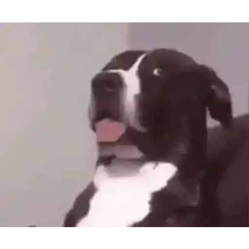 Figurinha: Cachorro expressando surpresa