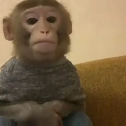 Figurinha: Macaco pensativo