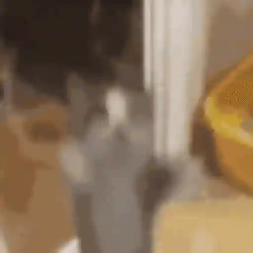 Figurinha: Gatinho Curioso Espiando