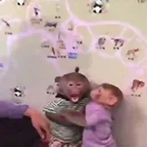 Figurinha: Macaco dando tapinha na criança