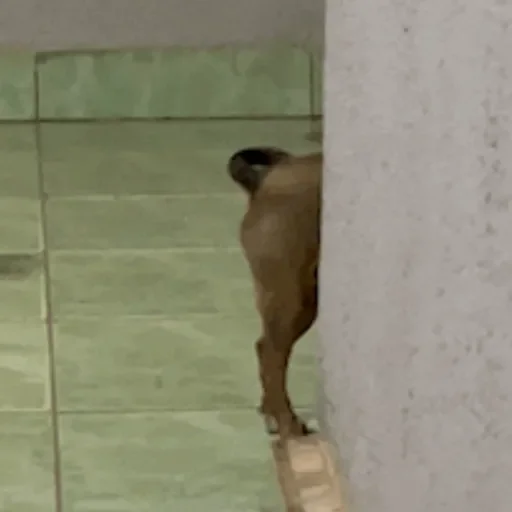 Figurinha: Cachorrinho Curioso