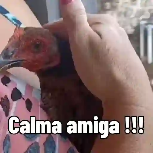 Figurinha: Calma amiga!