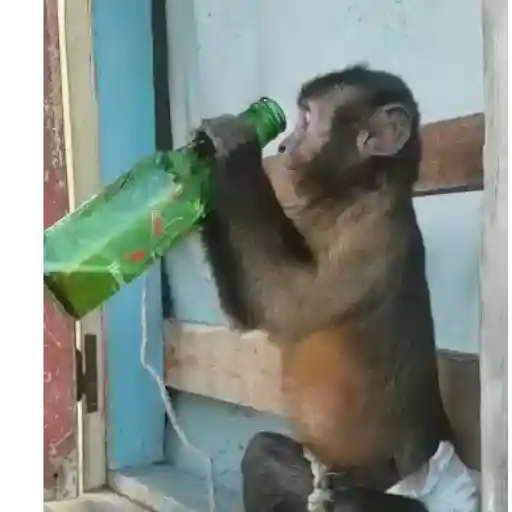 Figurinha: Macaco Bebendo Cerveja