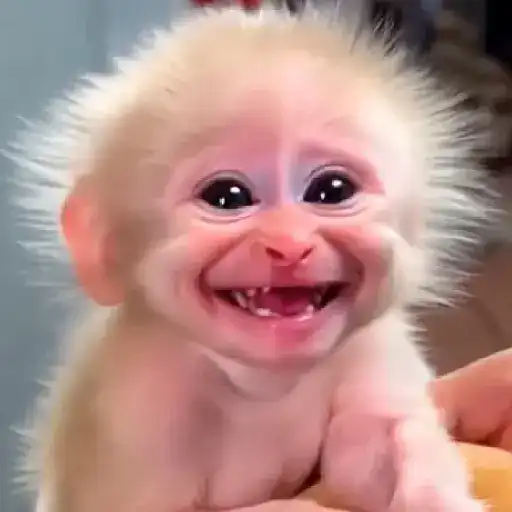 Figurinha: Macaco Sorridente Fofo