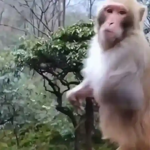 Figurinha: Macaco musculoso