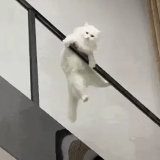 Figurinha: Gato na Barra