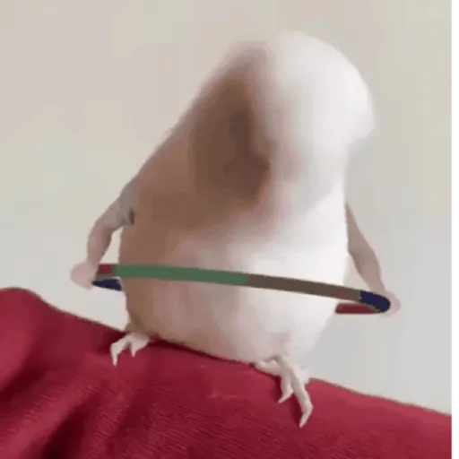 Figurinha: Pássaro dançando com bambolê