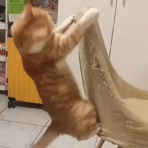 Figurinha: Gato engraçado se espreguiçando