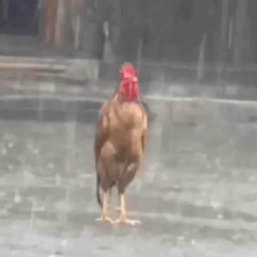 Figurinha: Galo pensativo na chuva