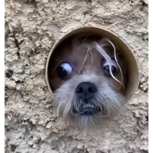 Figurinha: Cachorro Curioso Espia por Buraco